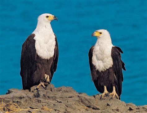 Sea Eagles, Fish Eagles and Fishing Eagles .